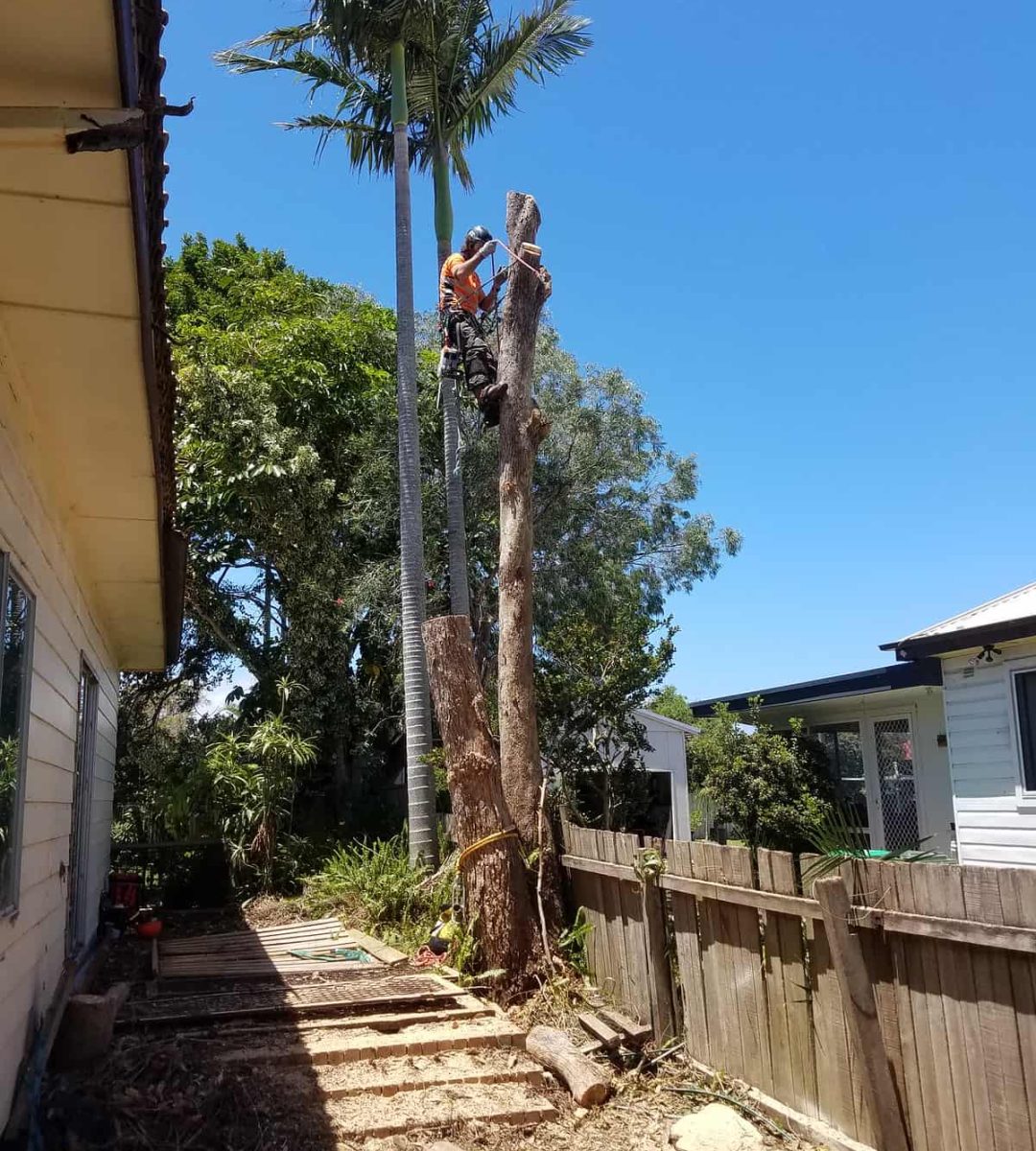 tree-removal